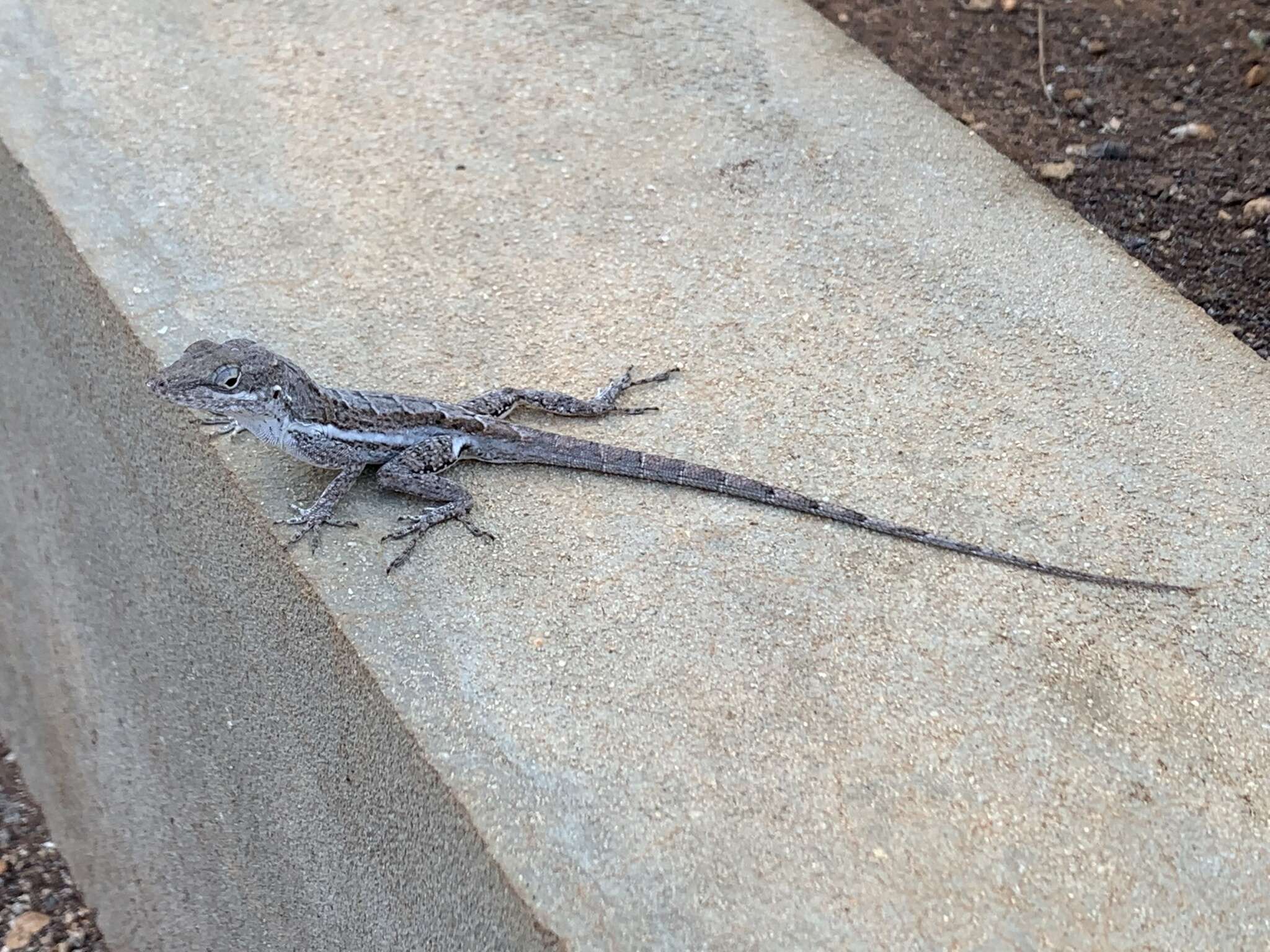 Image of Anguilla Bank Anole