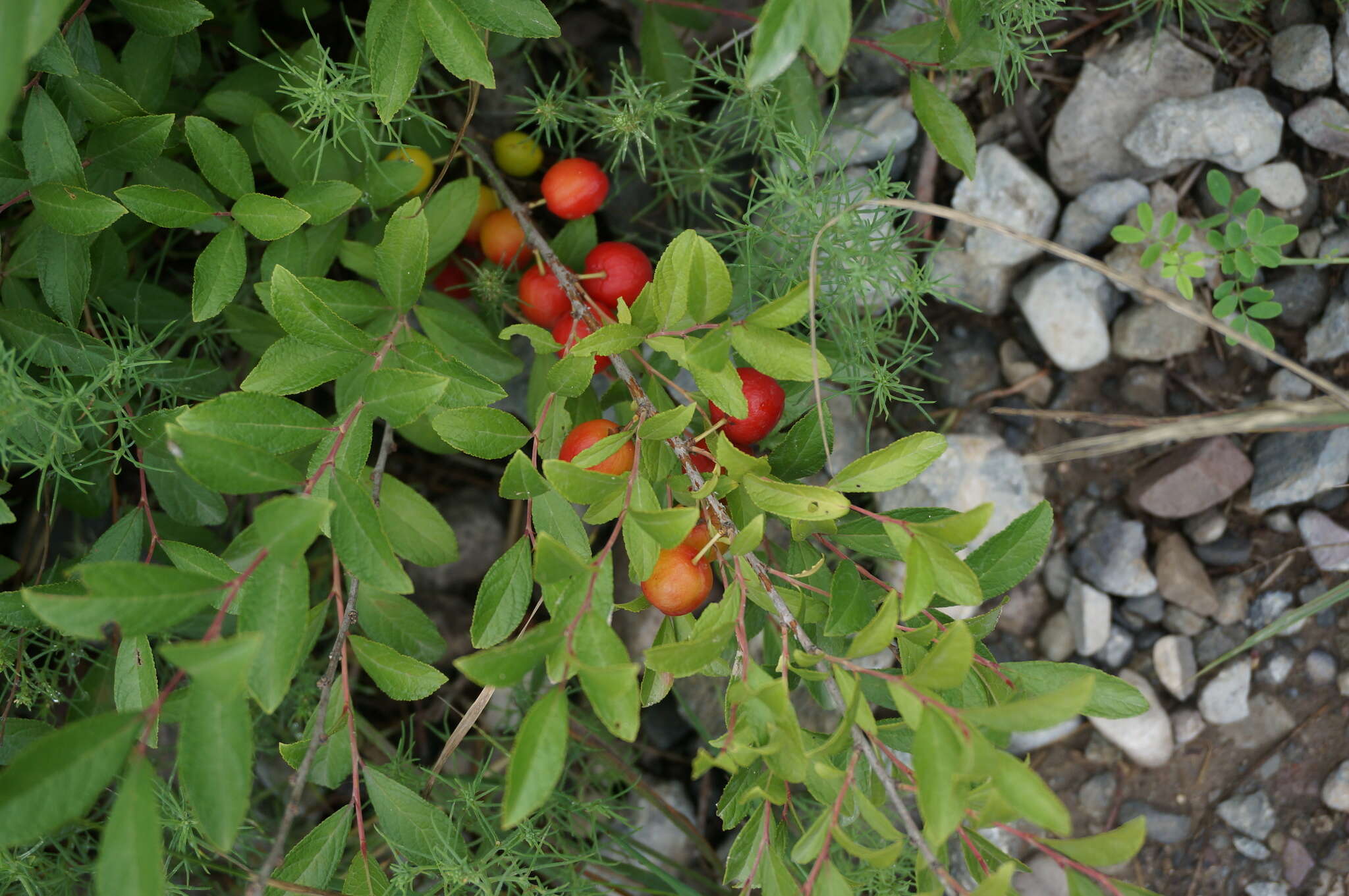 Imagem de Prunus humilis Bunge