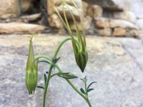 Image of Chaplin's golden columbine