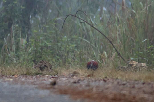 Image of Hume's Bar-tailed Pheasant