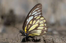 Image of Prioneris thestylis (Doubleday 1842)