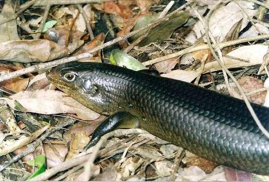 Image of Land Mullet