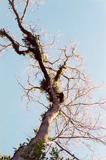 Image of Indian Mahogany