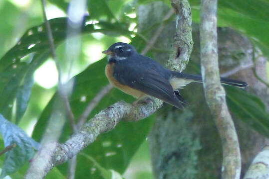 Image of Chestnut-bellied Fantail