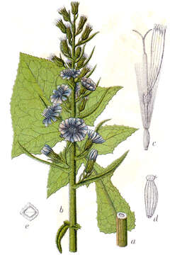 Image of Cicerbita alpina (L.) Wallr.