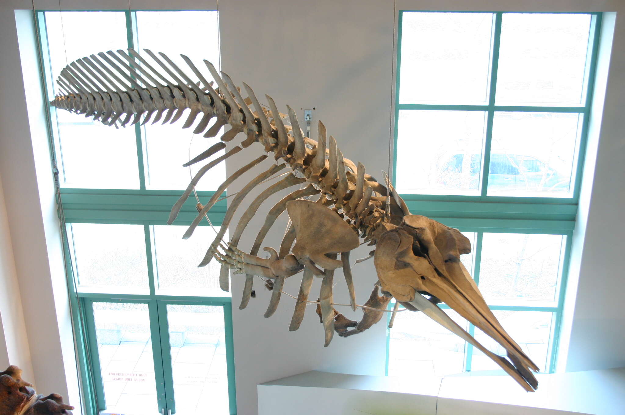 Image of True's Beaked Whale