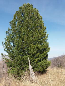 Imagem de Pinus sibirica Du Tour