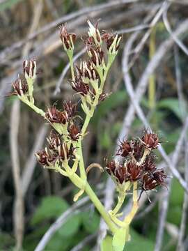 Sivun Crassula crenulata Thunb. kuva