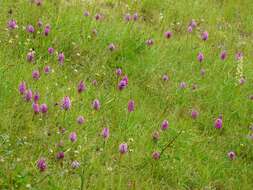 Image of Pyramidal orchid