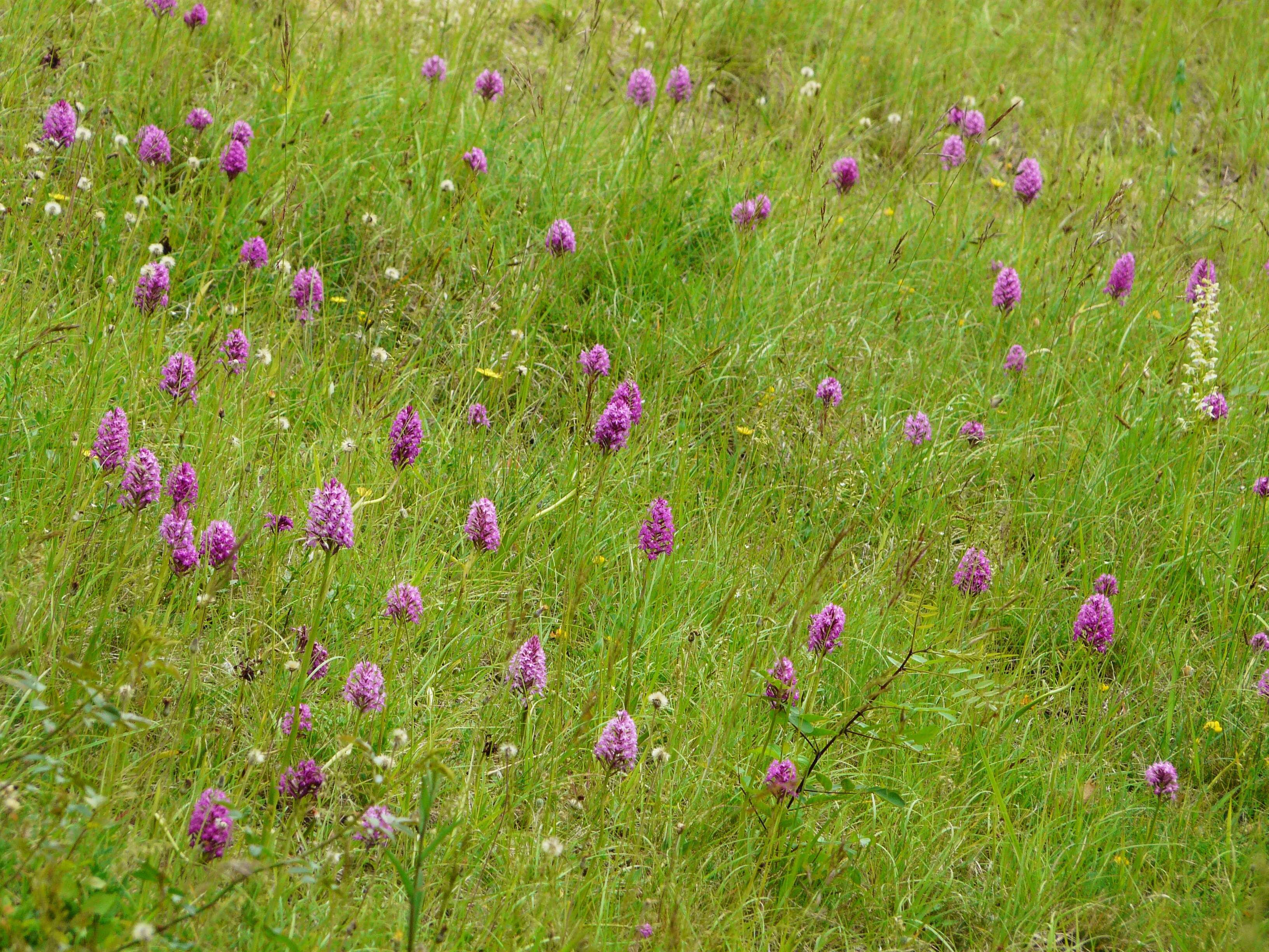 Image of Pyramidal orchid