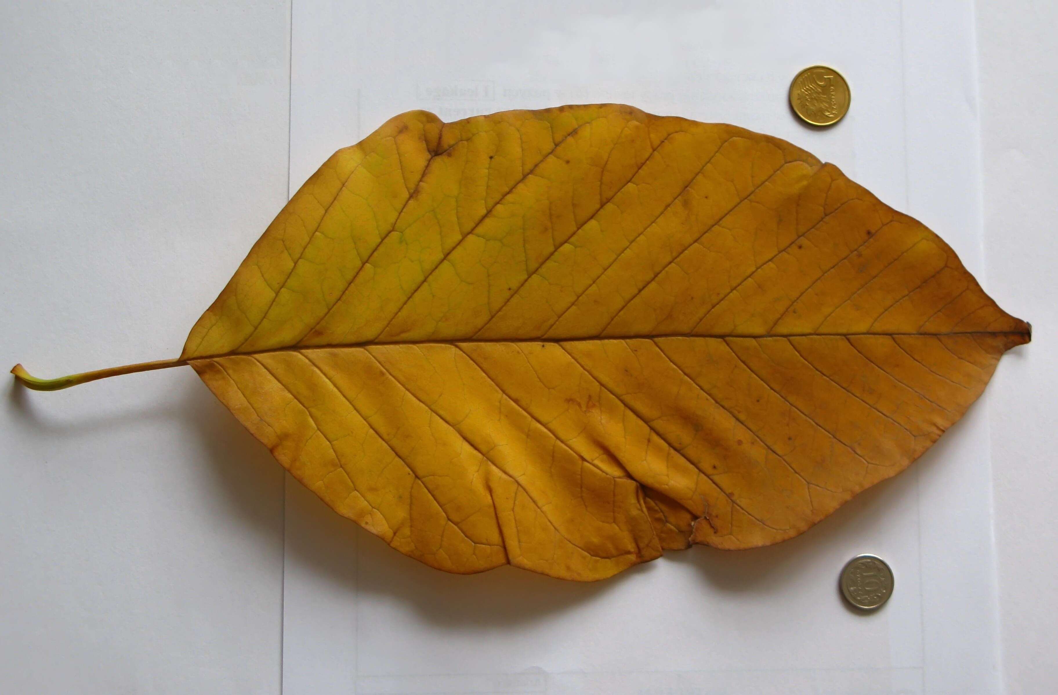 Magnolia acuminata (L.) L.的圖片