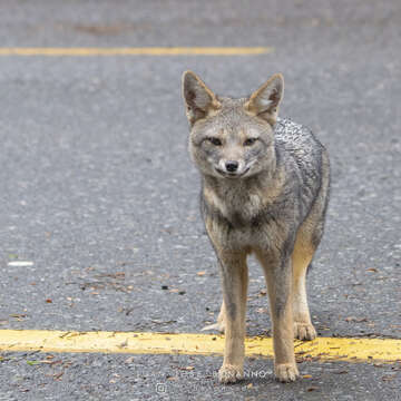 Image of Argentine Gray Fox