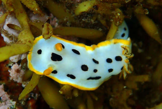 Image of Chromodoris orientalis Rudman 1983