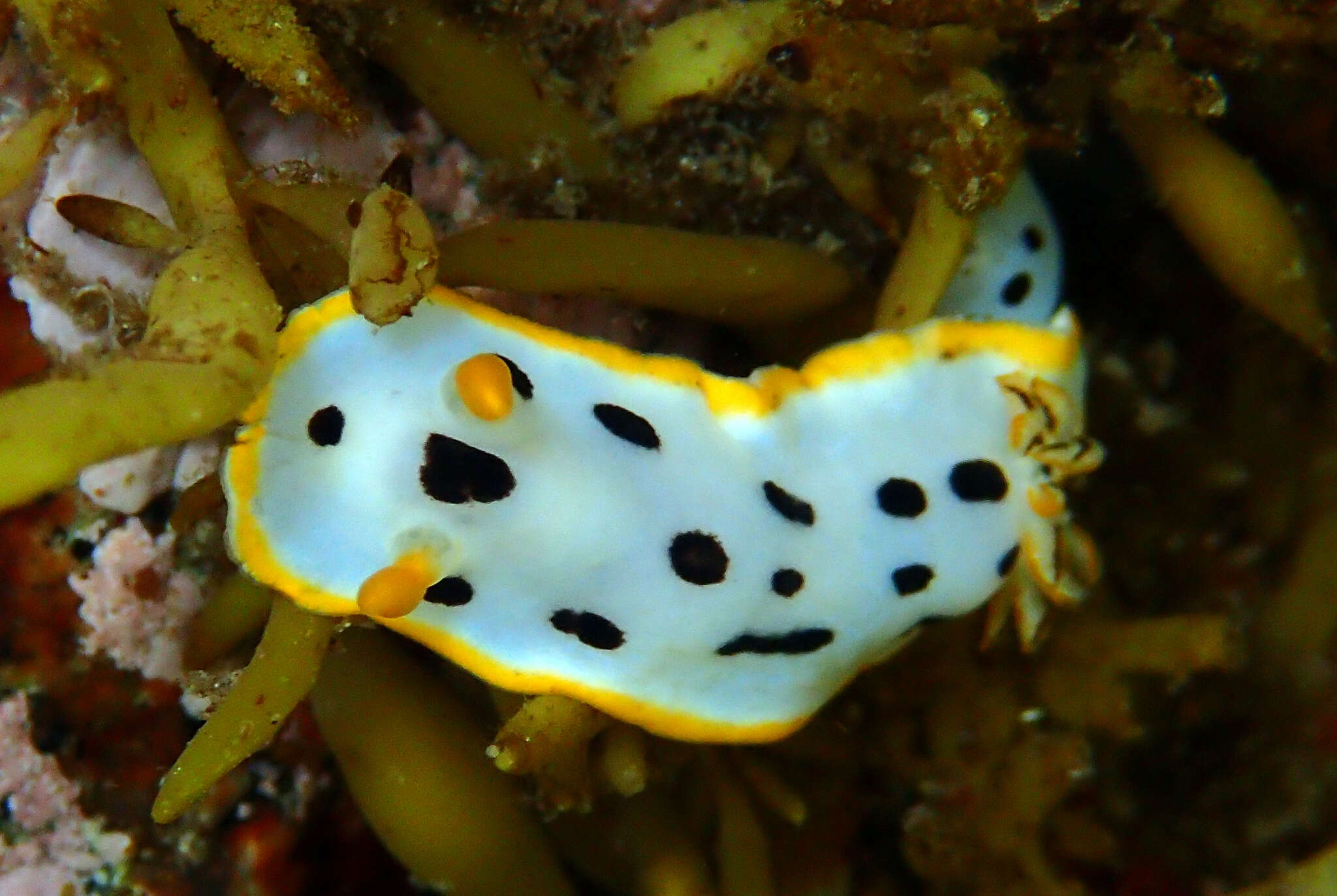 Image de Chromodoris orientalis Rudman 1983