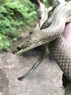 Image of Burrowing Ratsnake