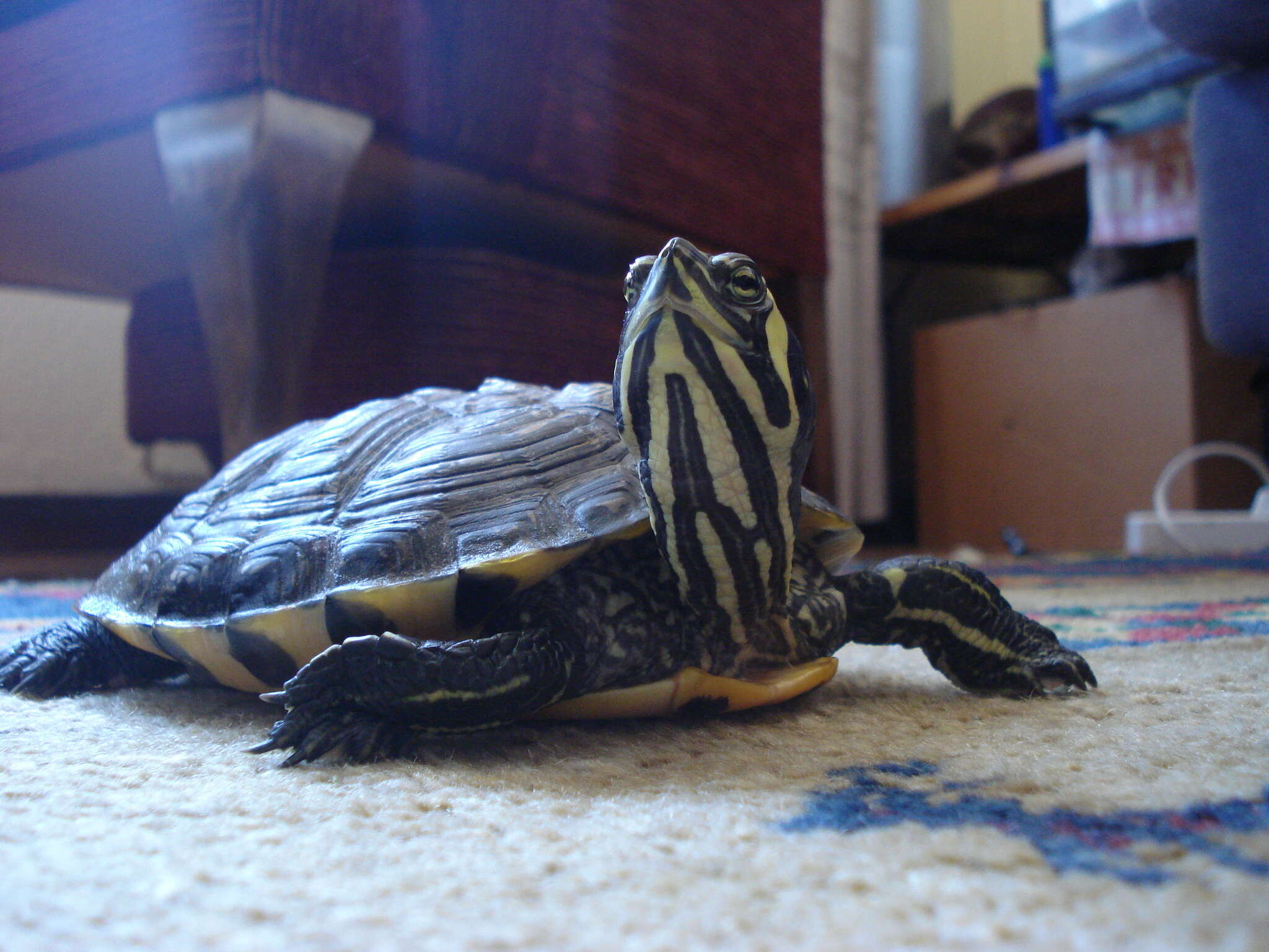 Image of yellow-bellied slider