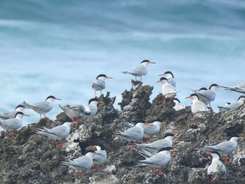 Image of Roseate Tern