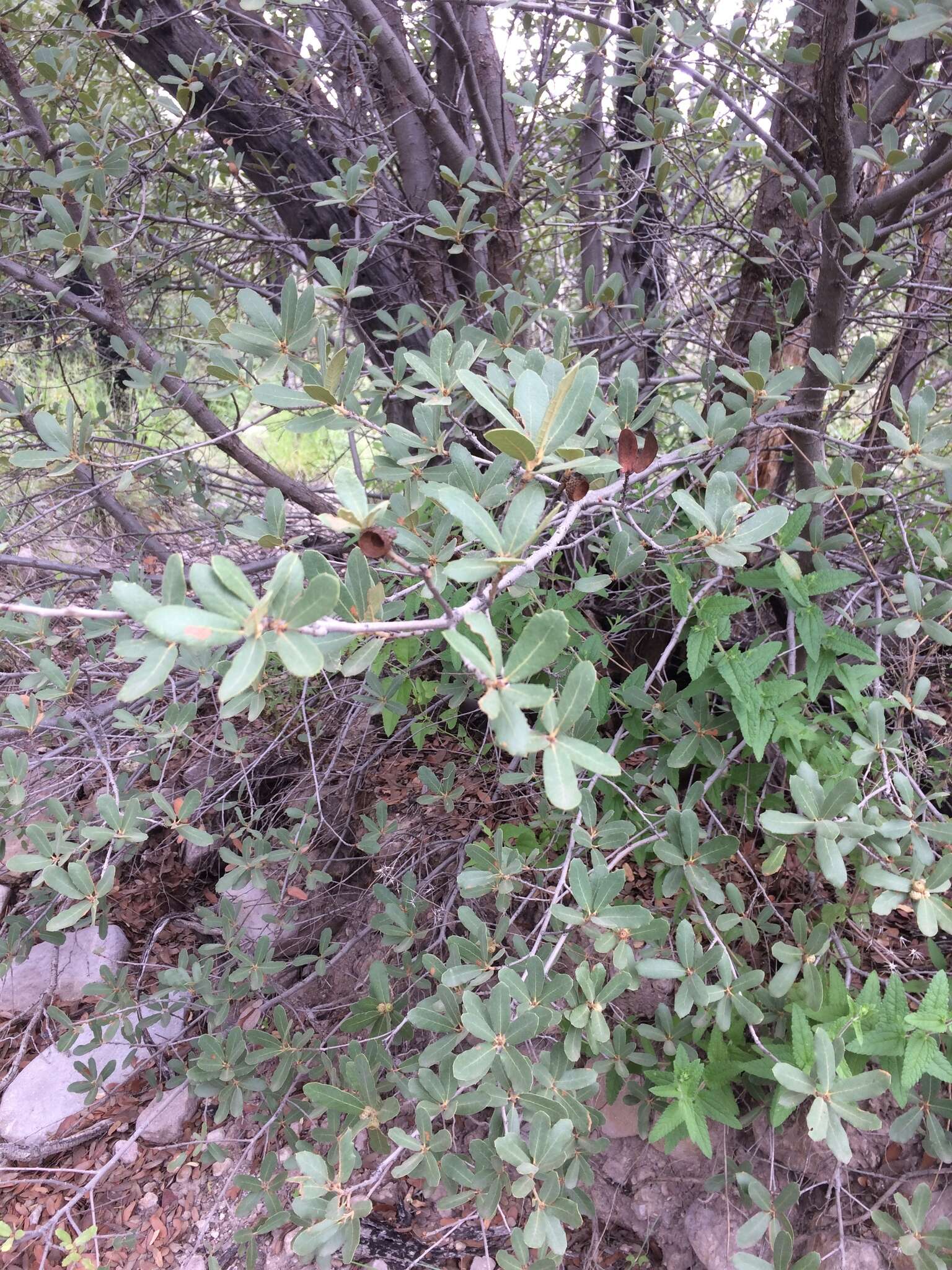 Image of gray oak