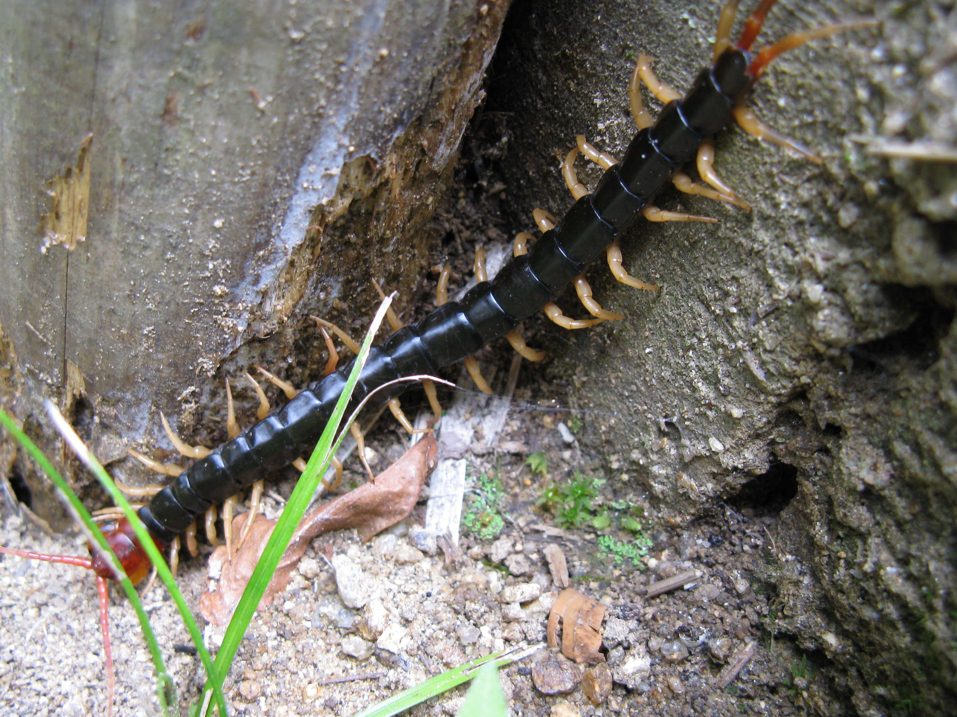 Image of Scolopendra subspinipes mutilans