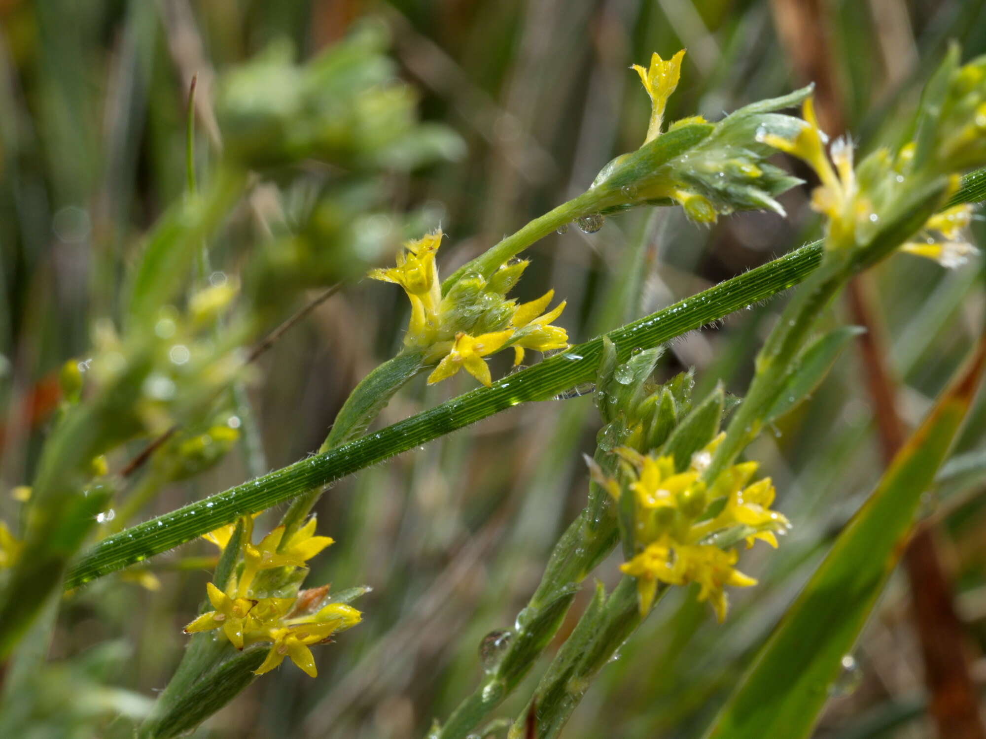 Image of Pimelea curviflora R. Br.