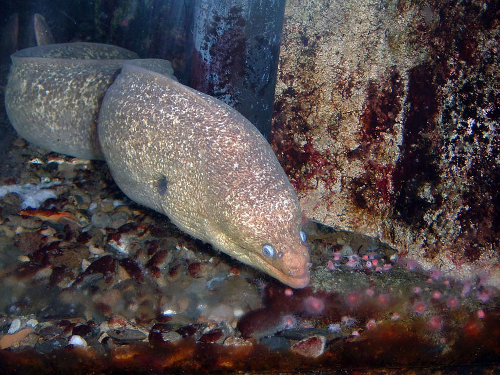 Image of California moray