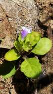 Image of Japanese mazus