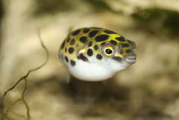 Image of Spotted puffer
