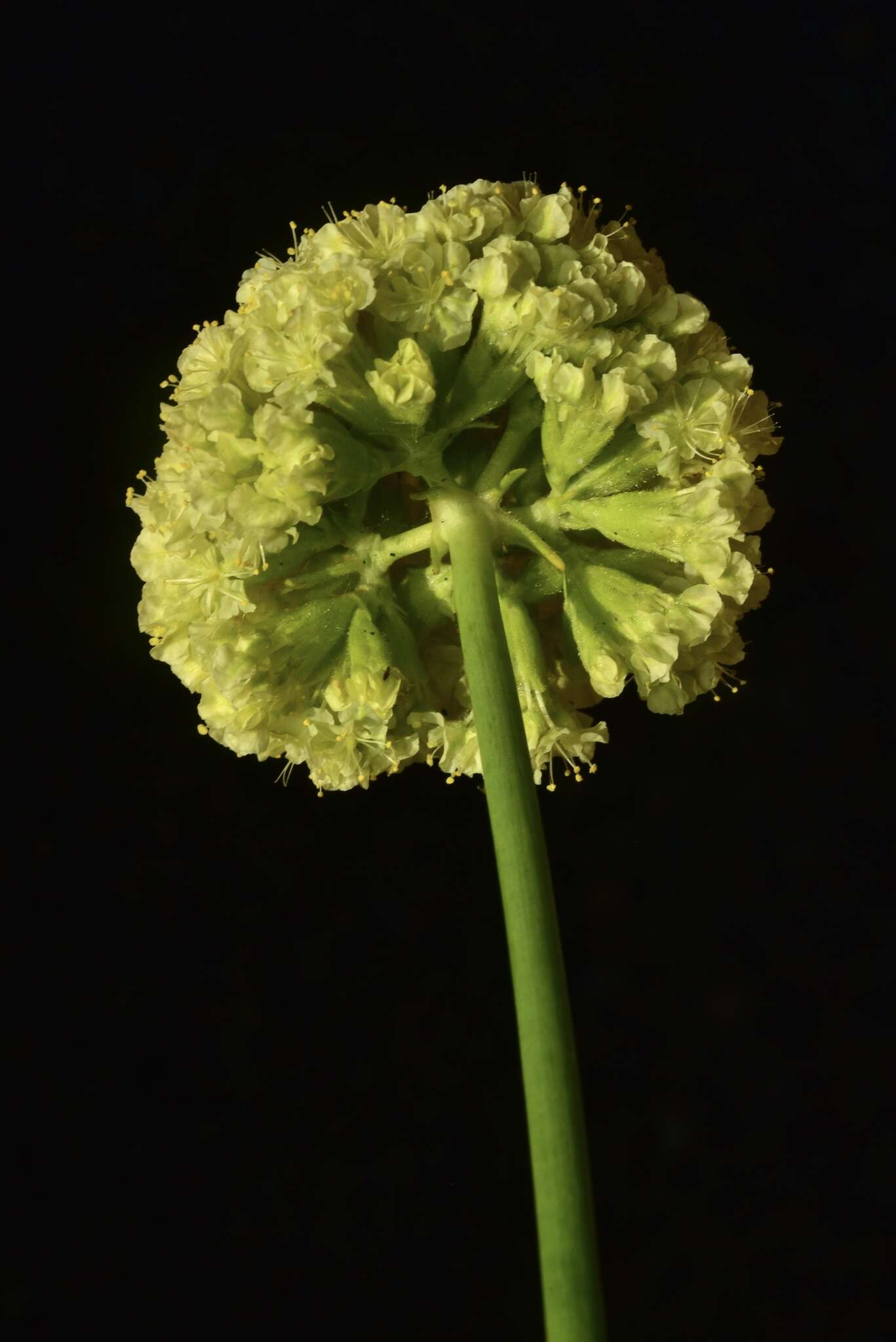 Слика од Eriogonum hirtellum Howell & Bacigal.