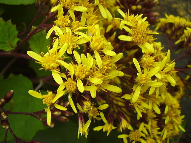 Image of velvet groundsel