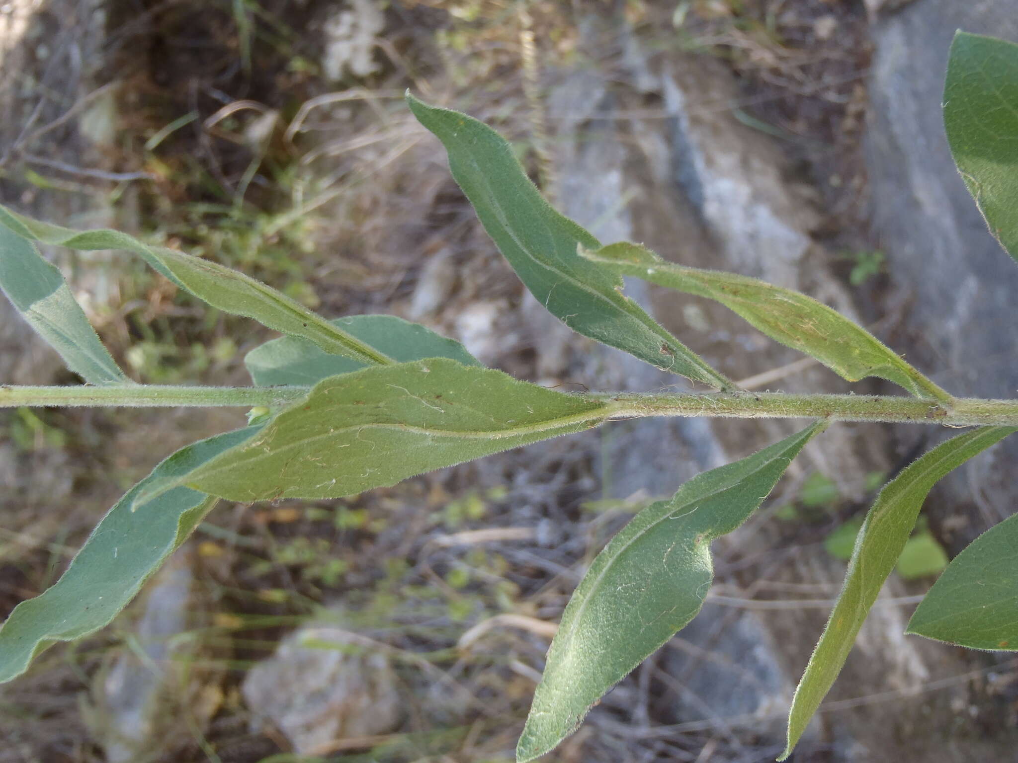 Image of Wright's goldenrod