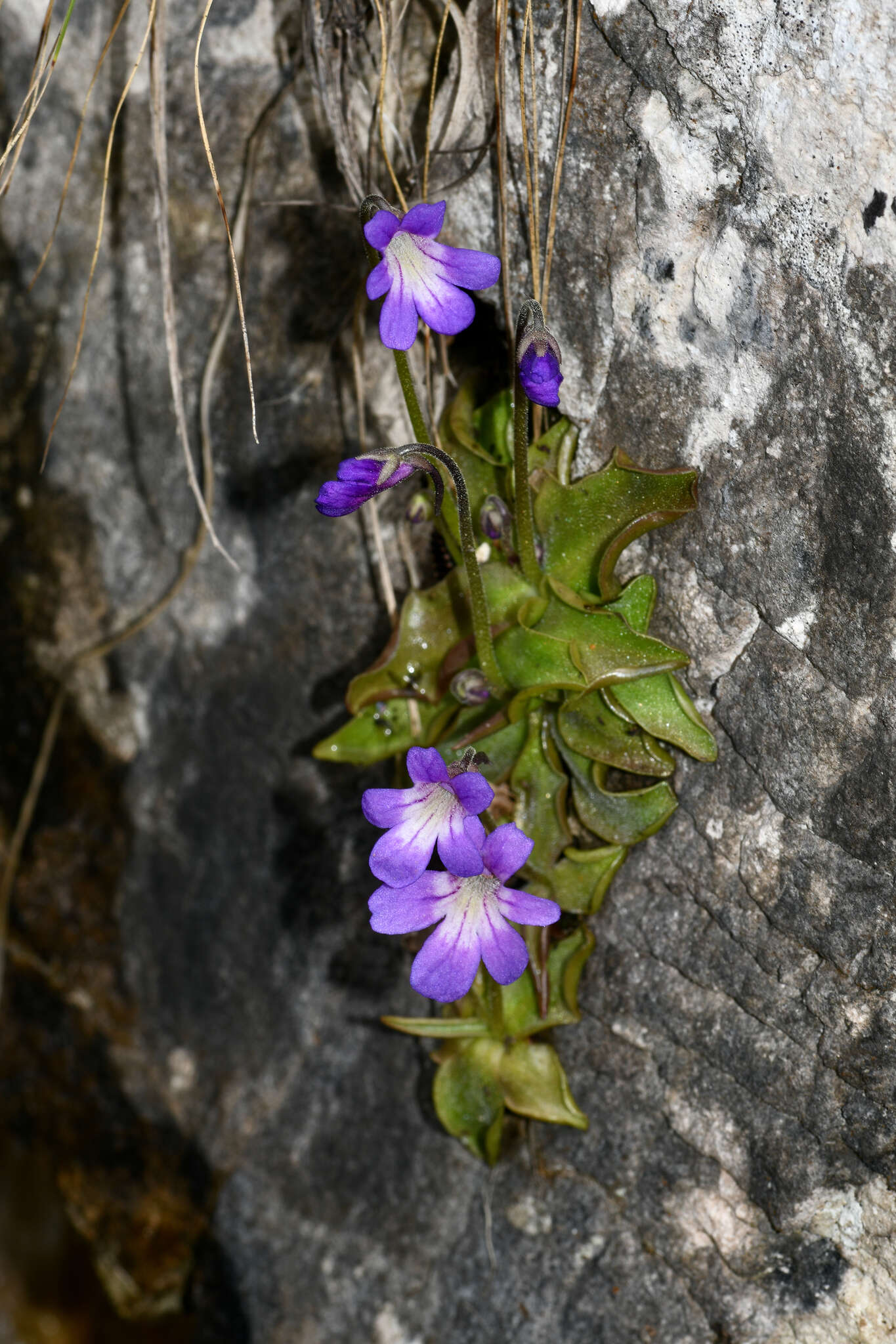 Pinguicula poldinii J. F. Steiger & Casper的圖片