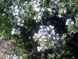 Image of Common Thyme