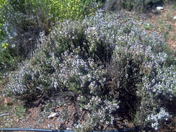 Image of Common Thyme