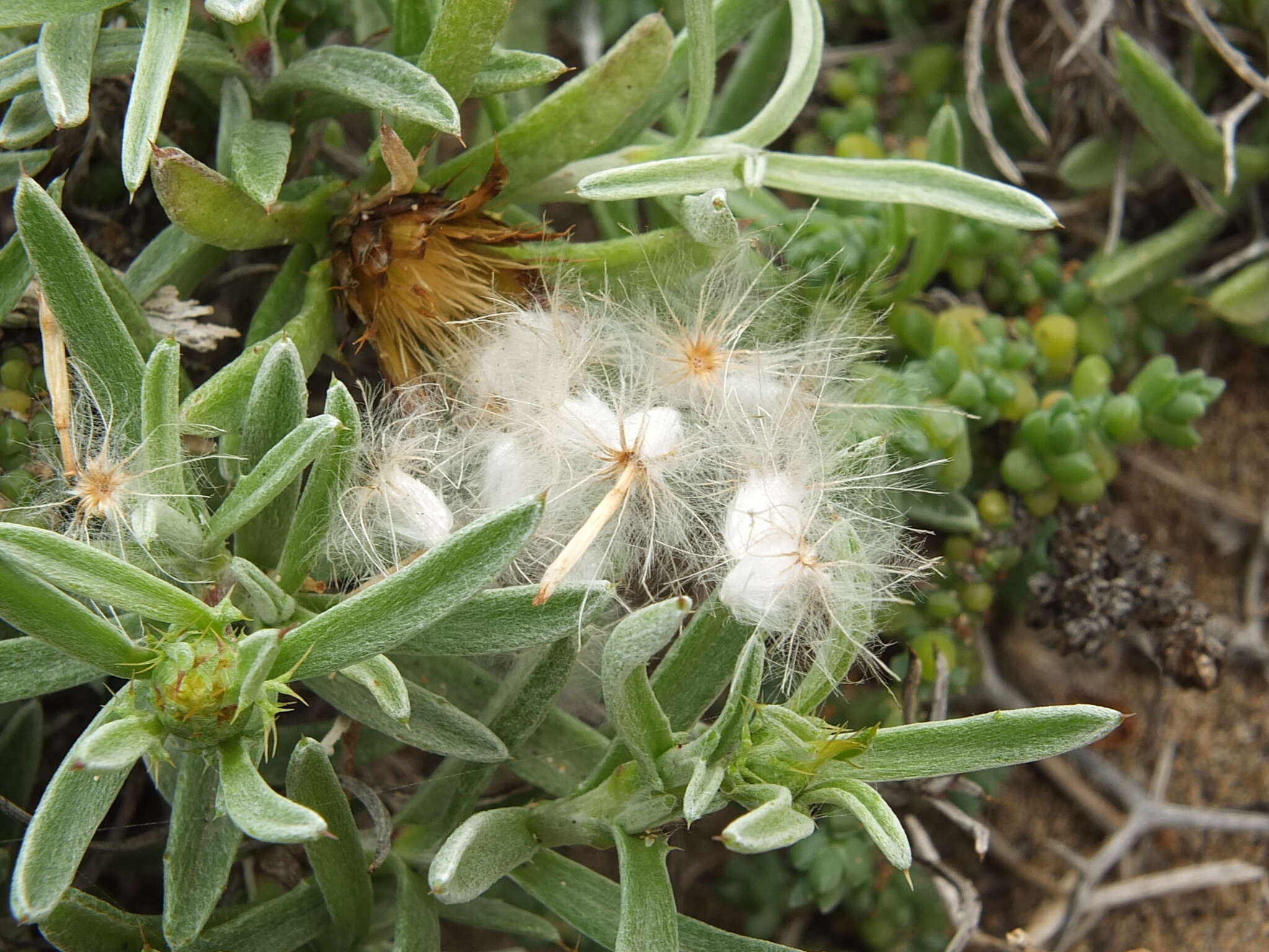 Sivun Atractylis arbuscula subsp. arbuscula kuva