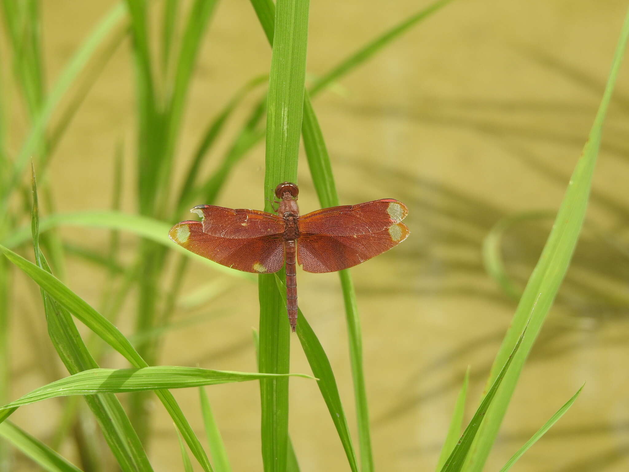 Image of Black Stream Glider