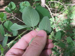 Imagem de Lonicera xylosteum L.