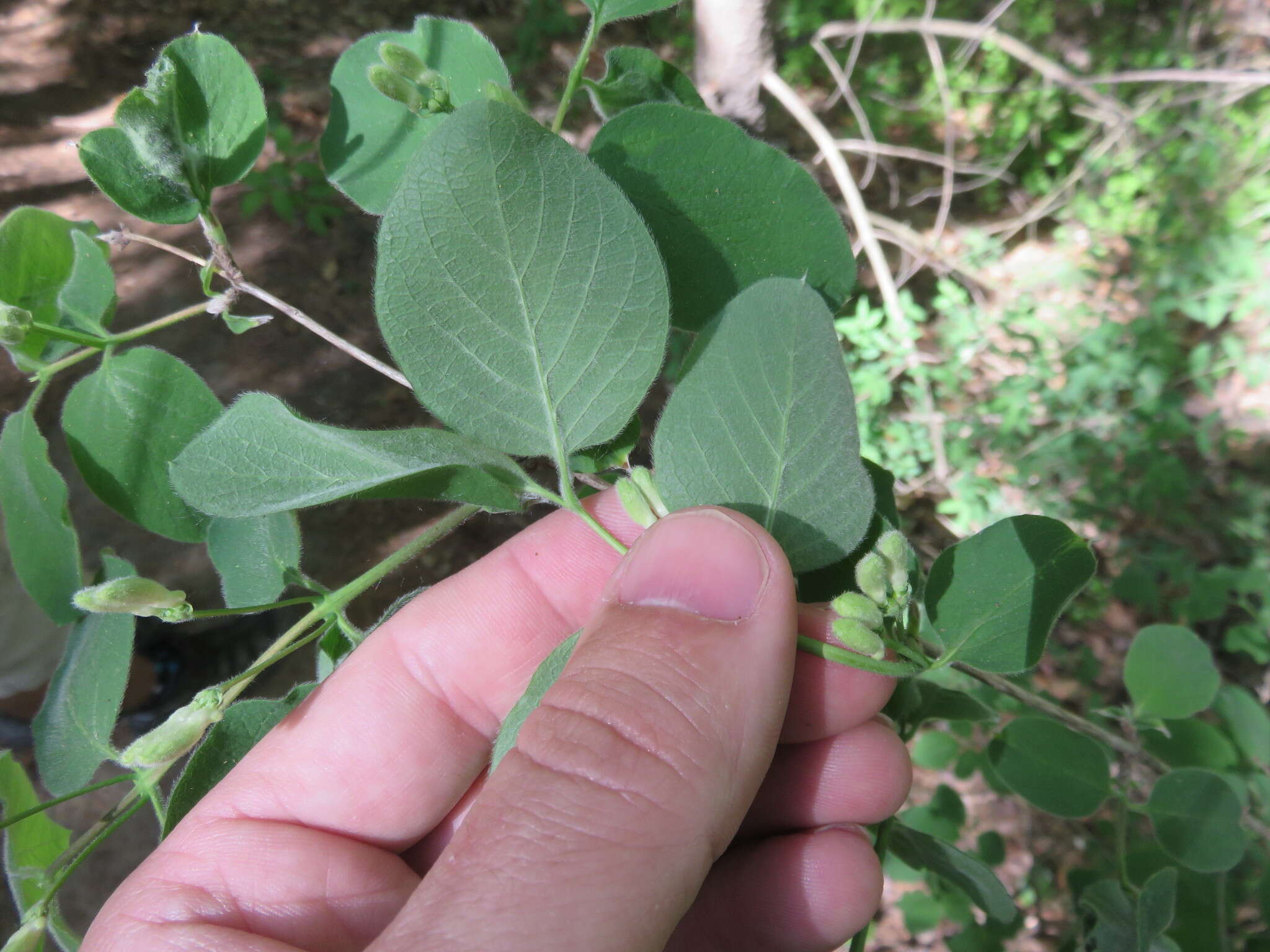 Image of dwarf honeysuckle