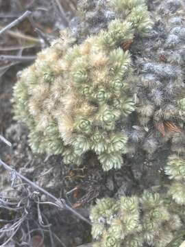 Image of Pimelea sericeovillosa Hook. fil.