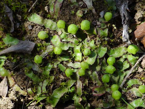 Image of Asterella bolanderi (Austin) Underw.