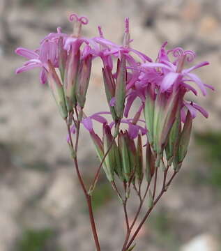 Image of Corymbium glabrum L.