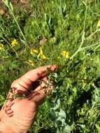 Image of <i>Senecio isatidioides</i>