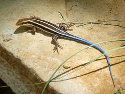 Image of African Five-lined Skink