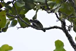 Image of White-browed Purpletuft