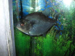 Image of redeye piranha