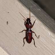 Image of Stenomorphus californicus rufipes Le Conte 1858