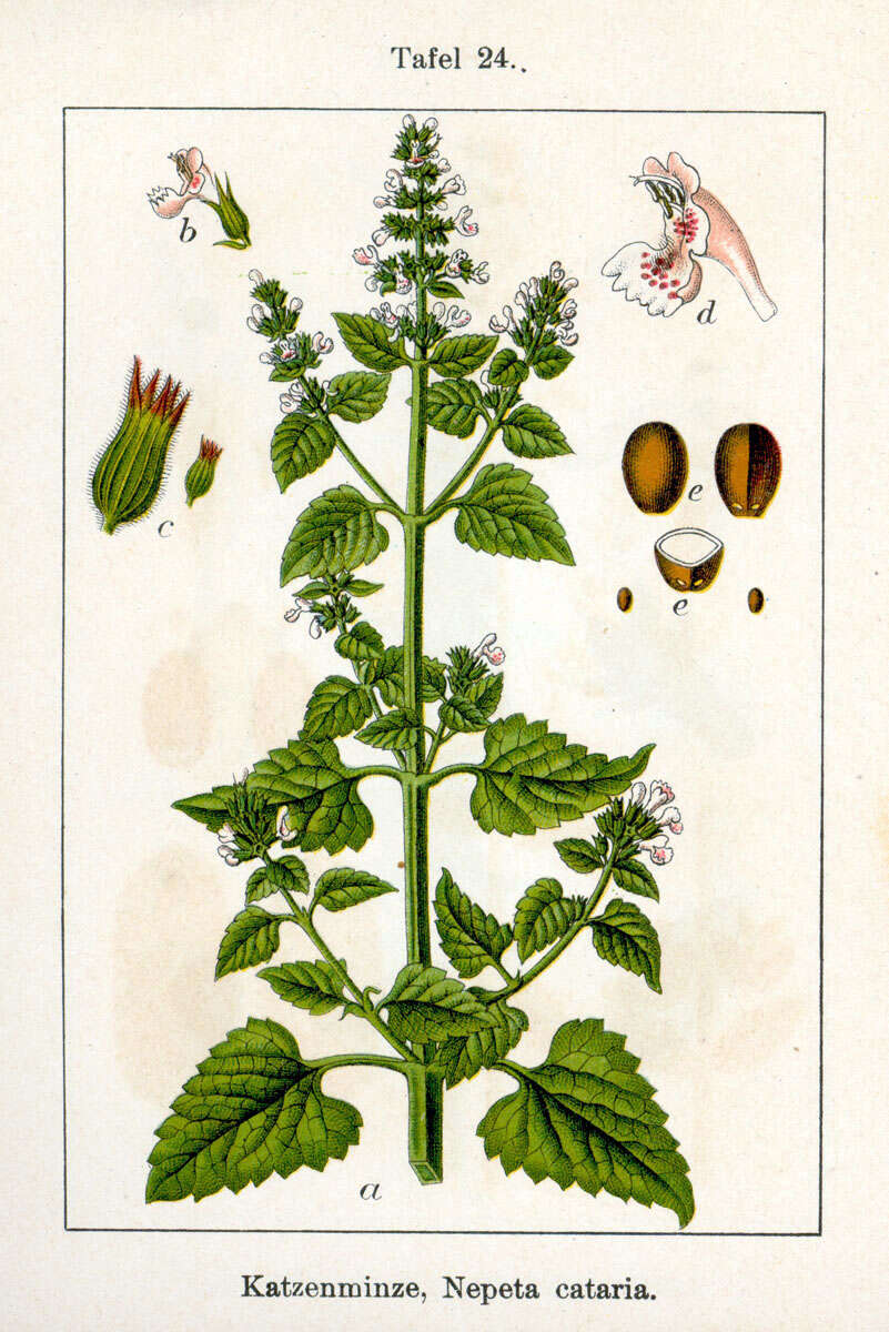 Image of Catnip