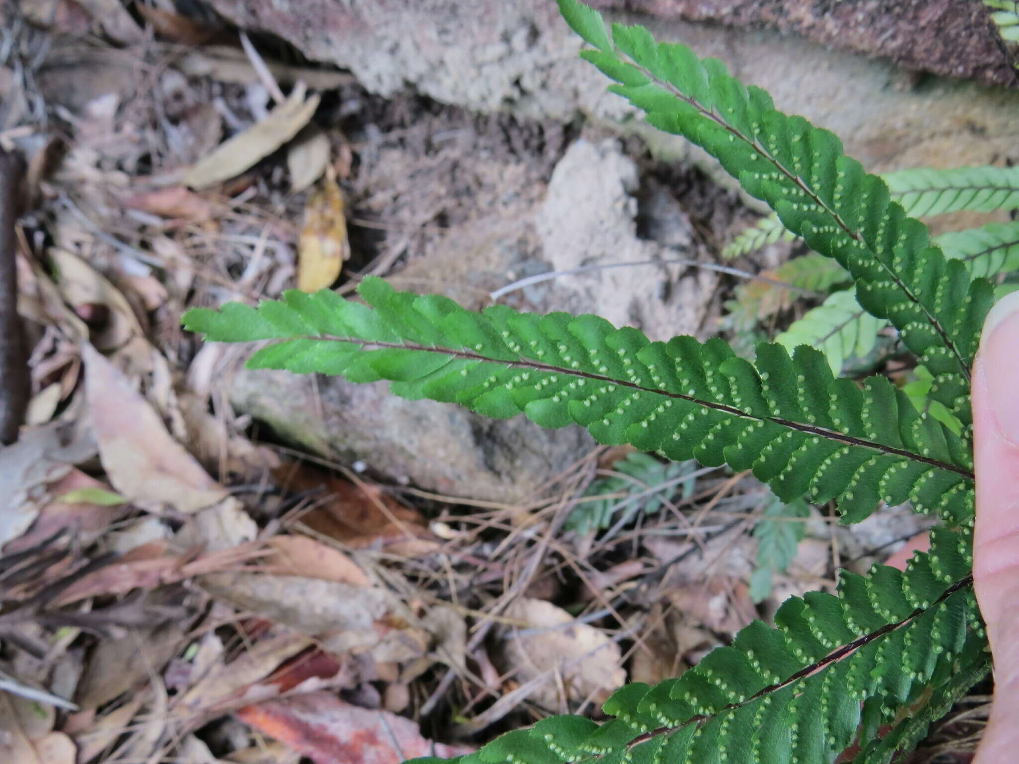 Image of Adiantum hispidulum var. hypoglaucum Domin