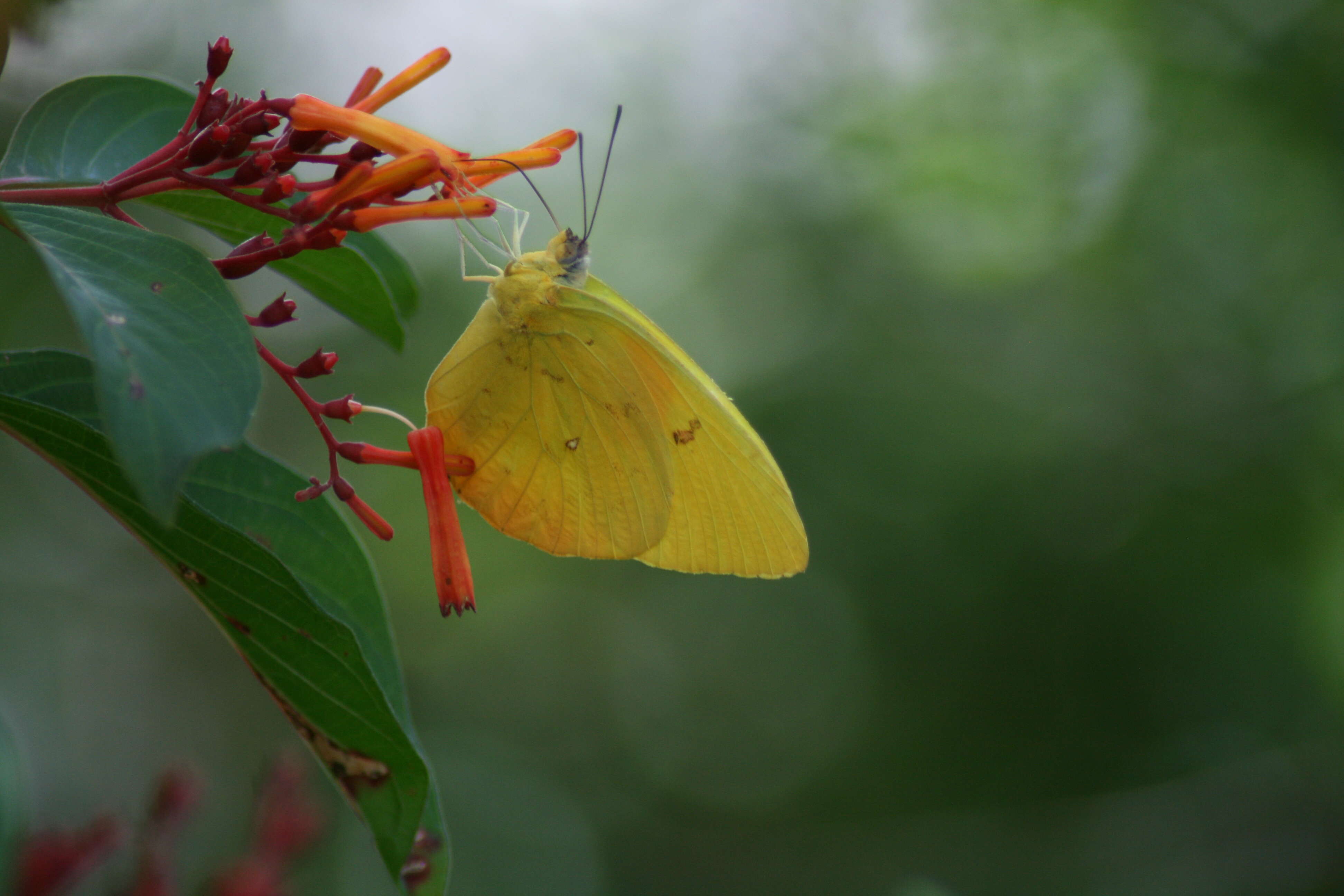 صورة Phoebis philea (Linnaeus 1763)