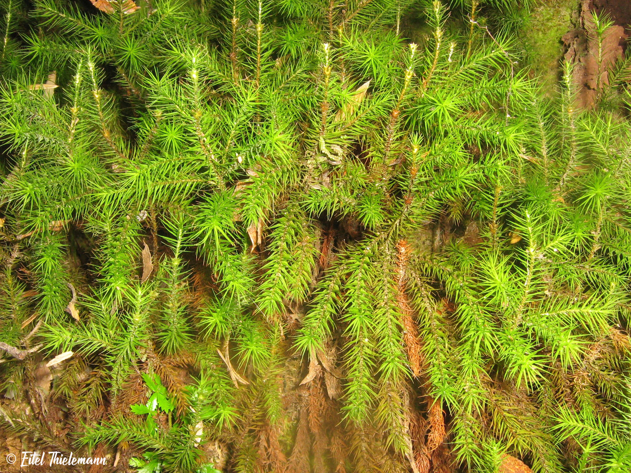 Image of Dendroligotrichum dendroides Brotherus 1905