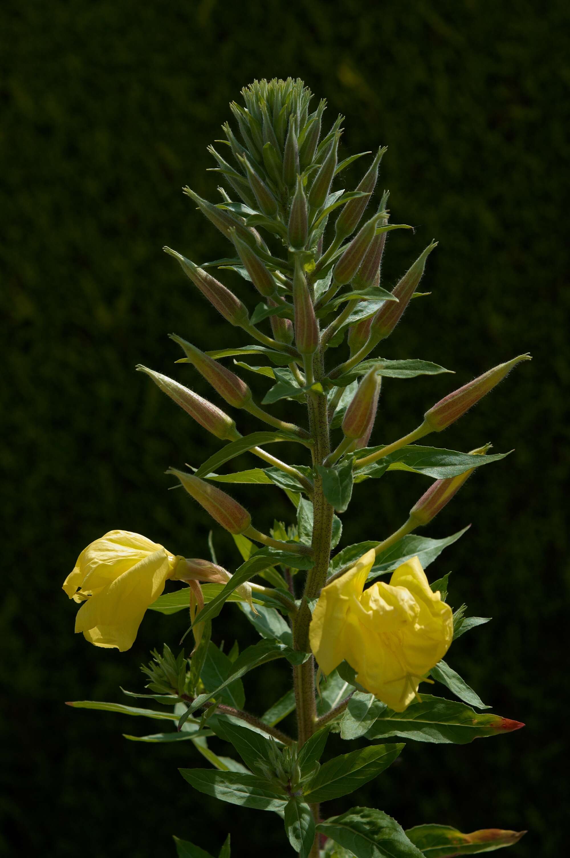 Imagem de Oenothera glazioviana M. Micheli